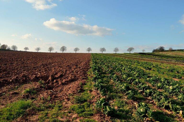 The Role of Agribusiness in Food System Innovation: Golden exchange id, Cricbet99 register, King casino 567